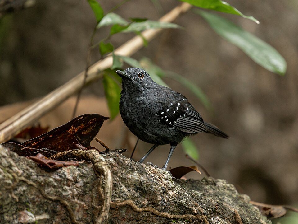 Caura Antbird