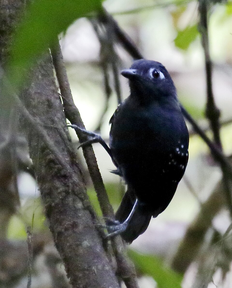 Plumbeous Antbird