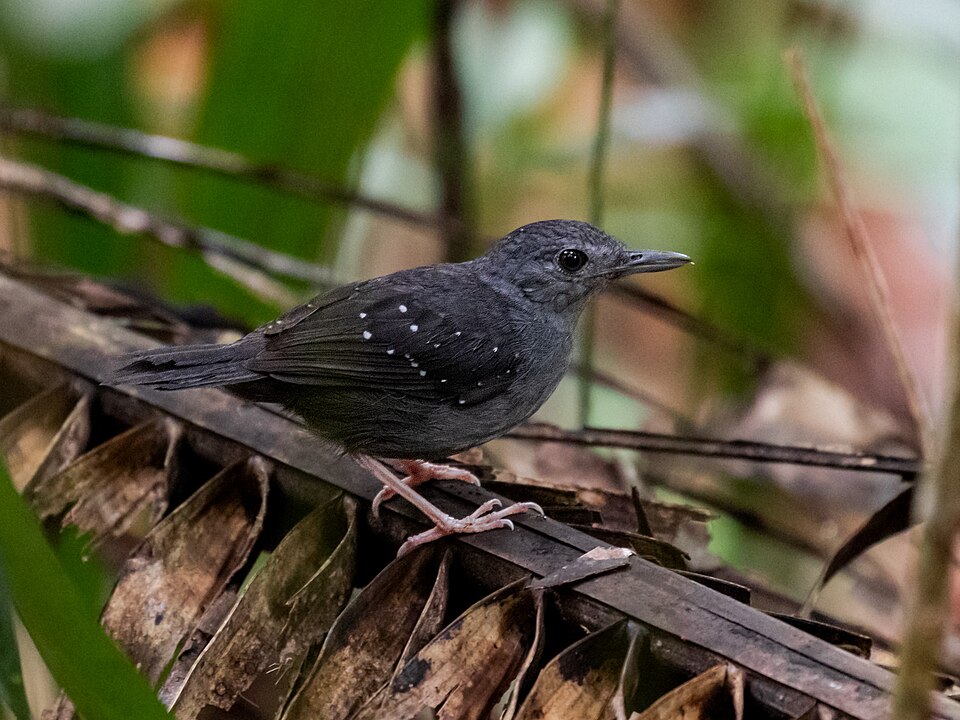 Rufous-faced Antbird