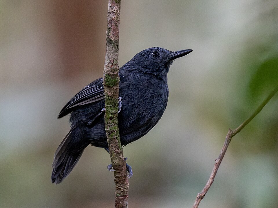 Slate-colored Antbird