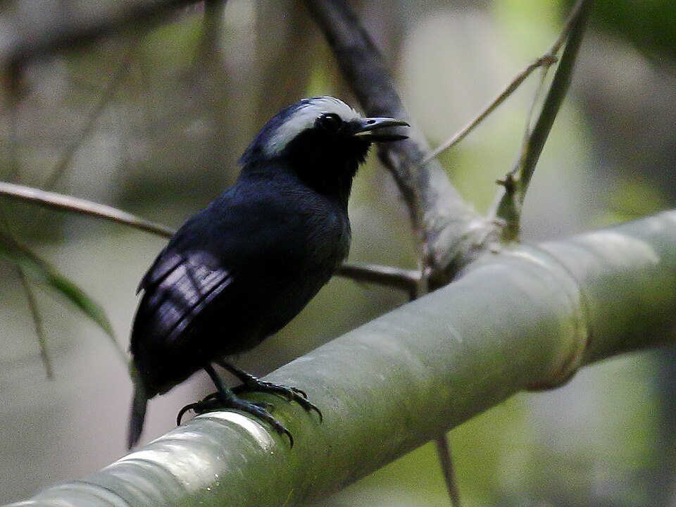 White-browed Antbird