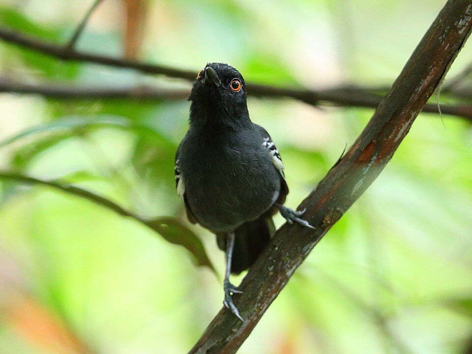 Black-tailed Antbird