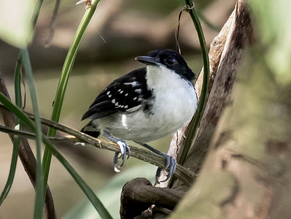 Black-and-white Antbird