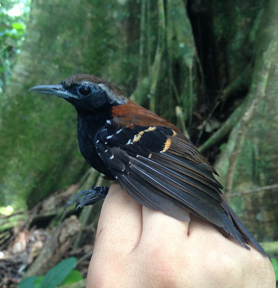 Cordillera Azul Antbird