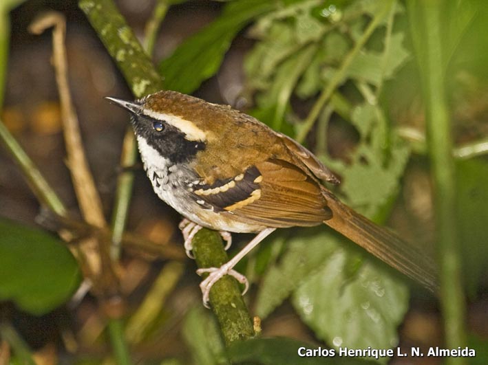 White-bibbed Antbird