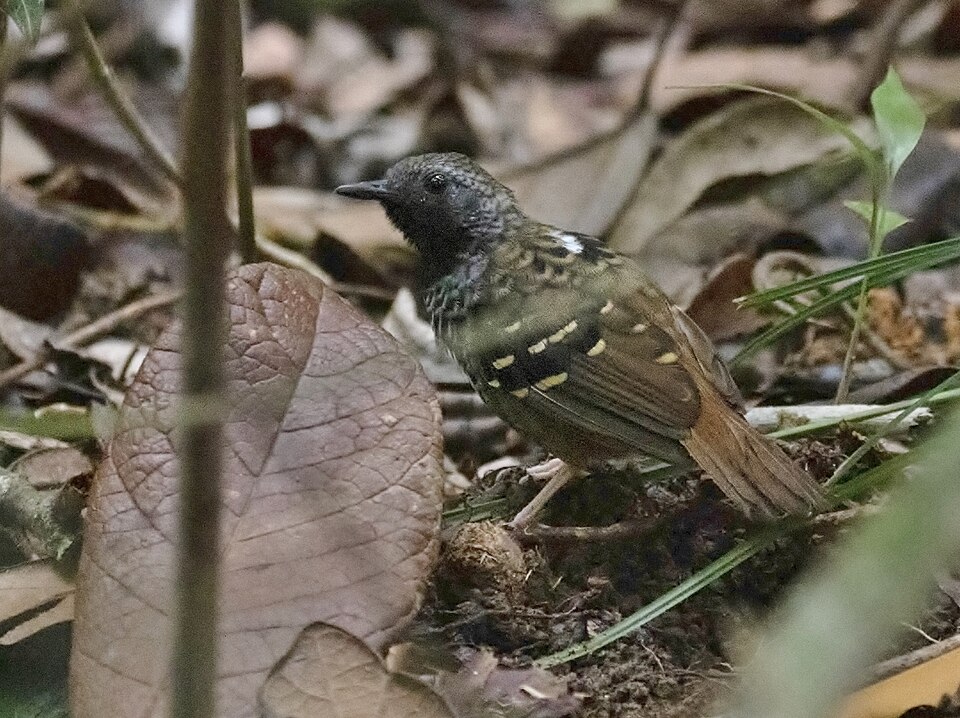 Scalloped Antbird