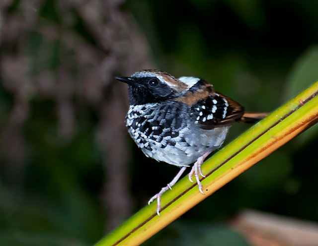 Squamate Antbird