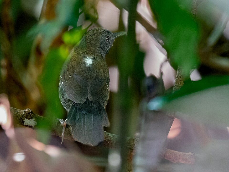 Black-throated Antbird