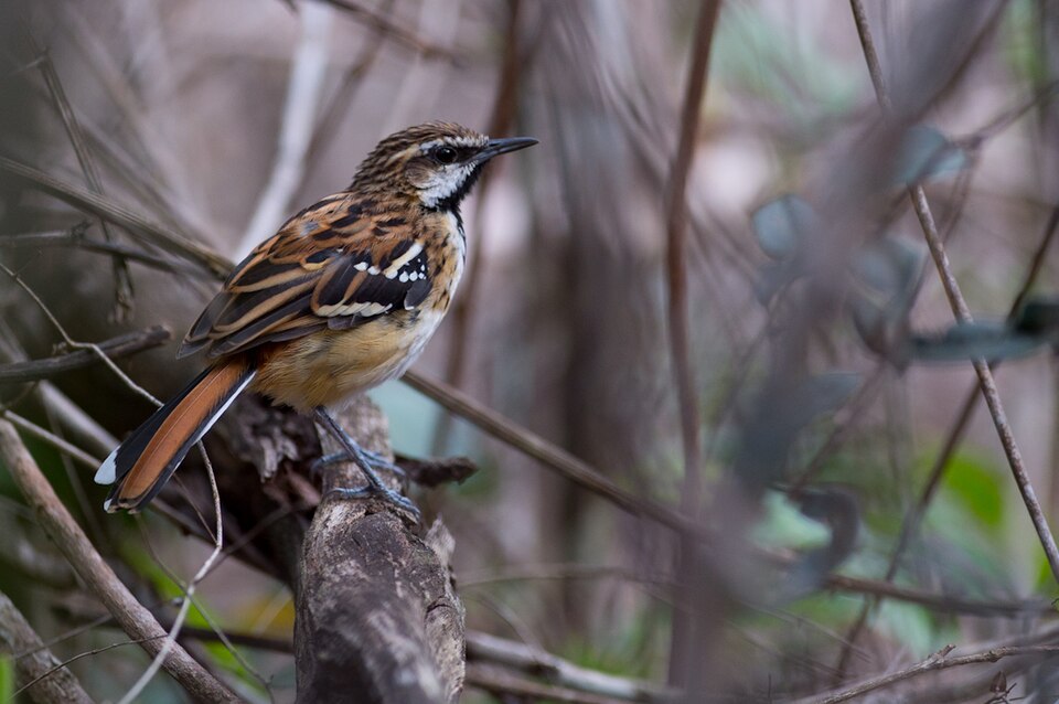 Stripe-backed Antbird