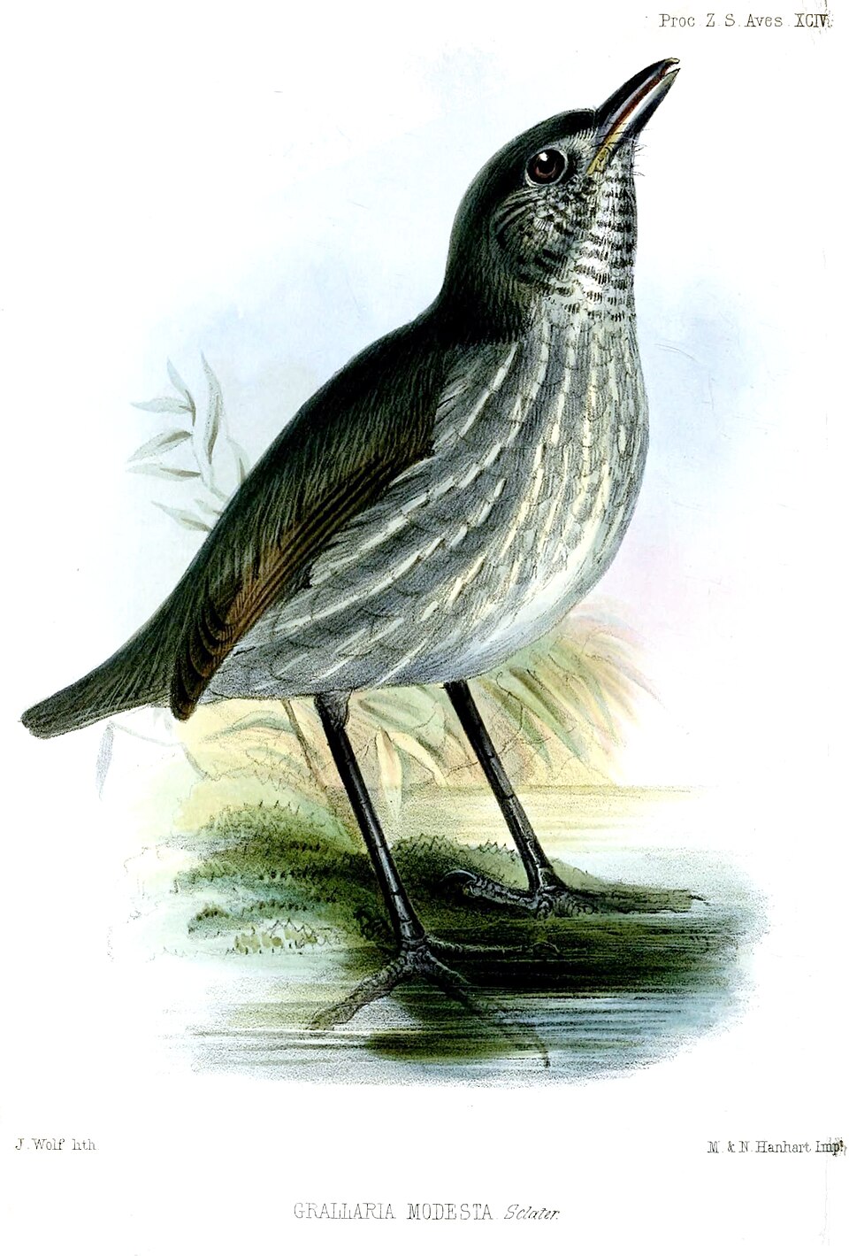 Thrush-like Antpitta