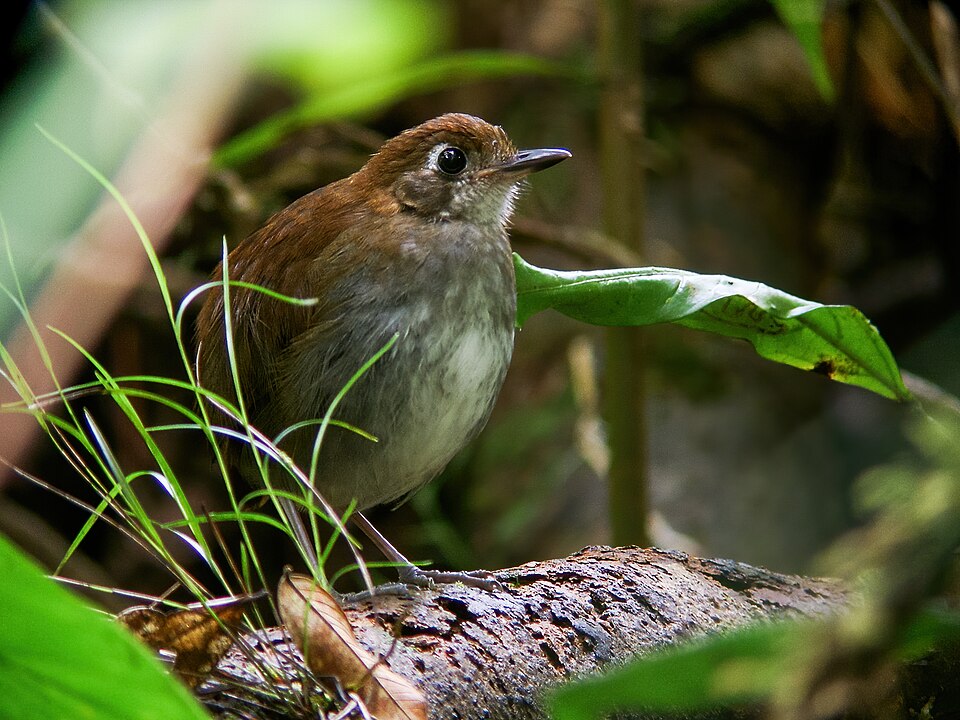 Tepui Antpitta