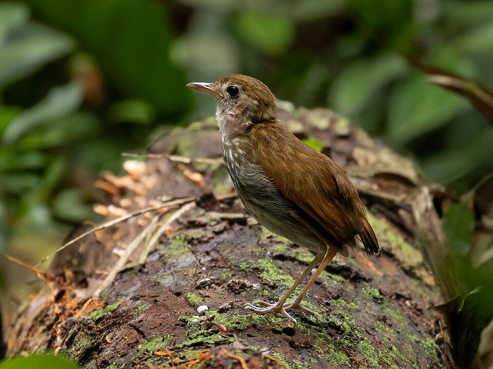 Tapajos Antpitta