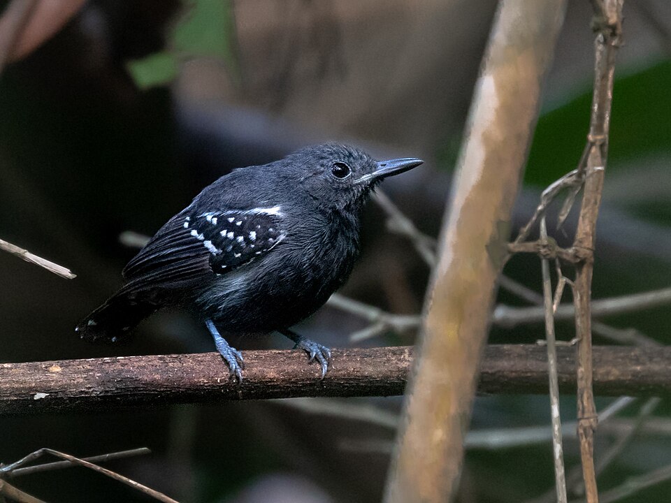 White-flanked Antwren