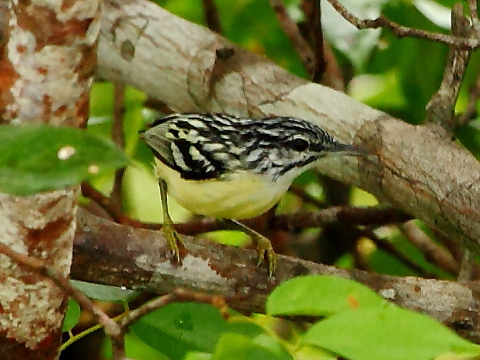 Pygmy Antwren