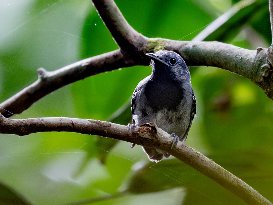 Ihering's Antwren