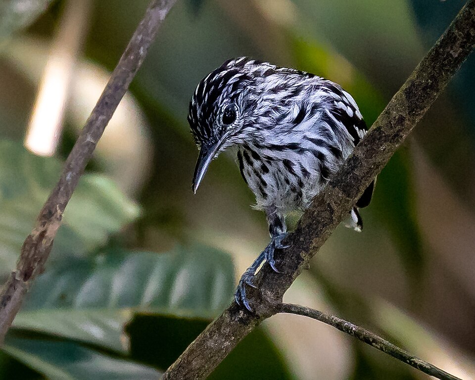 Klages's Antwren
