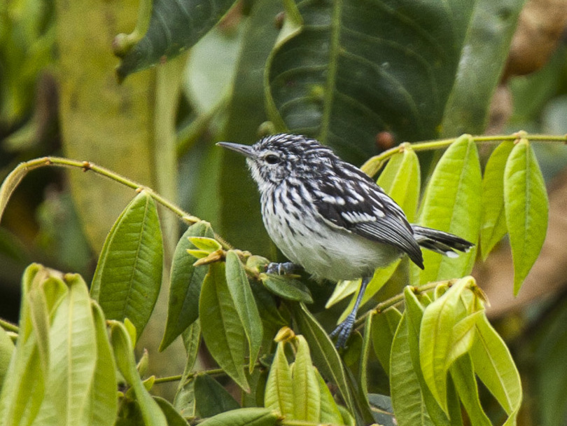 Stripe-chested Antwren