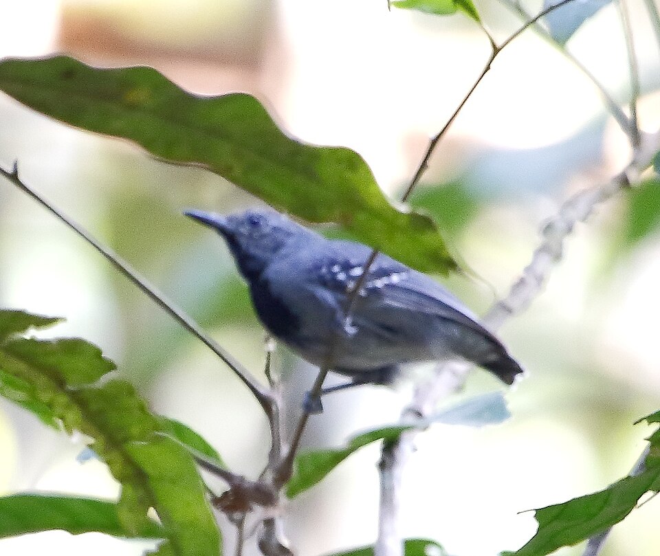Long-winged Antwren