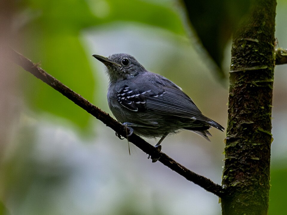 Grey Antwren