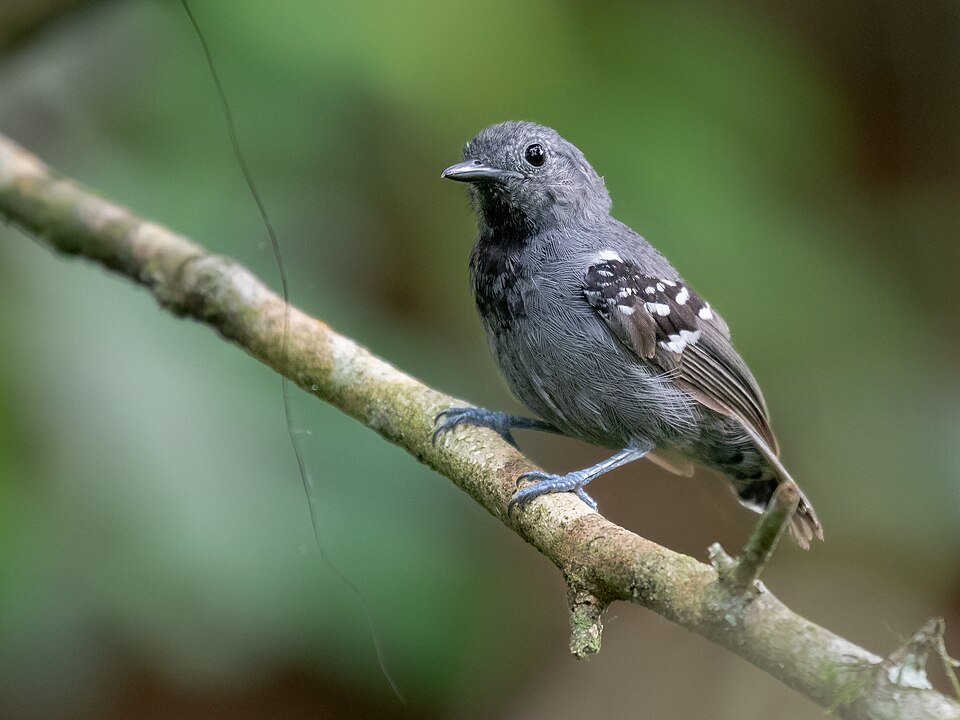 Salvadori's Antwren