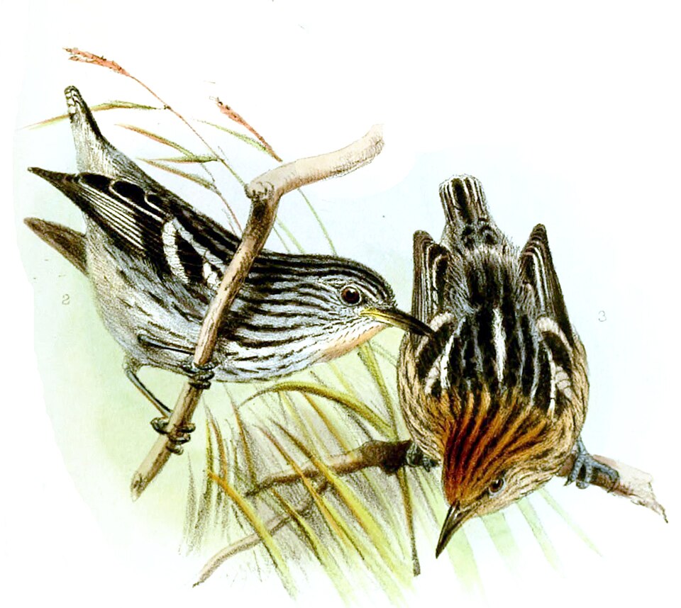 Amazonian Streaked Antwren