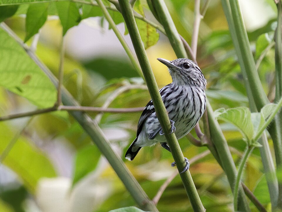 Pacific Antwren
