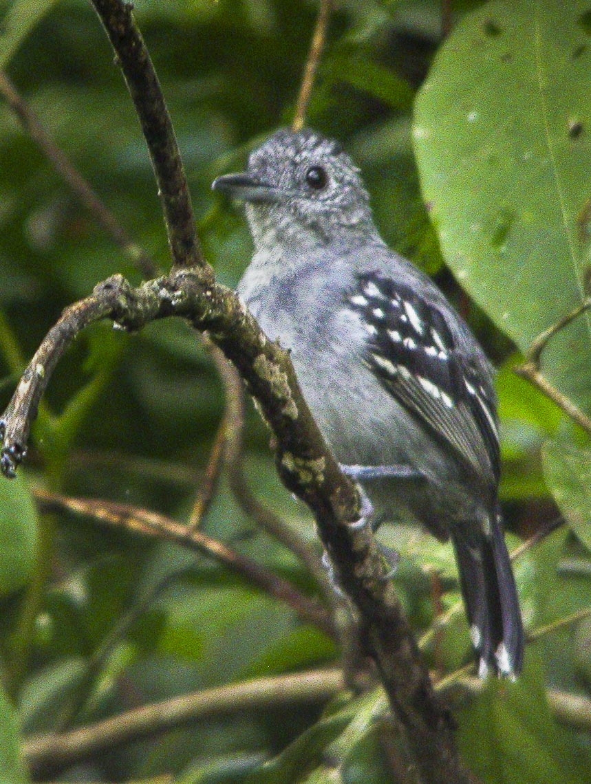 Slaty Antwren