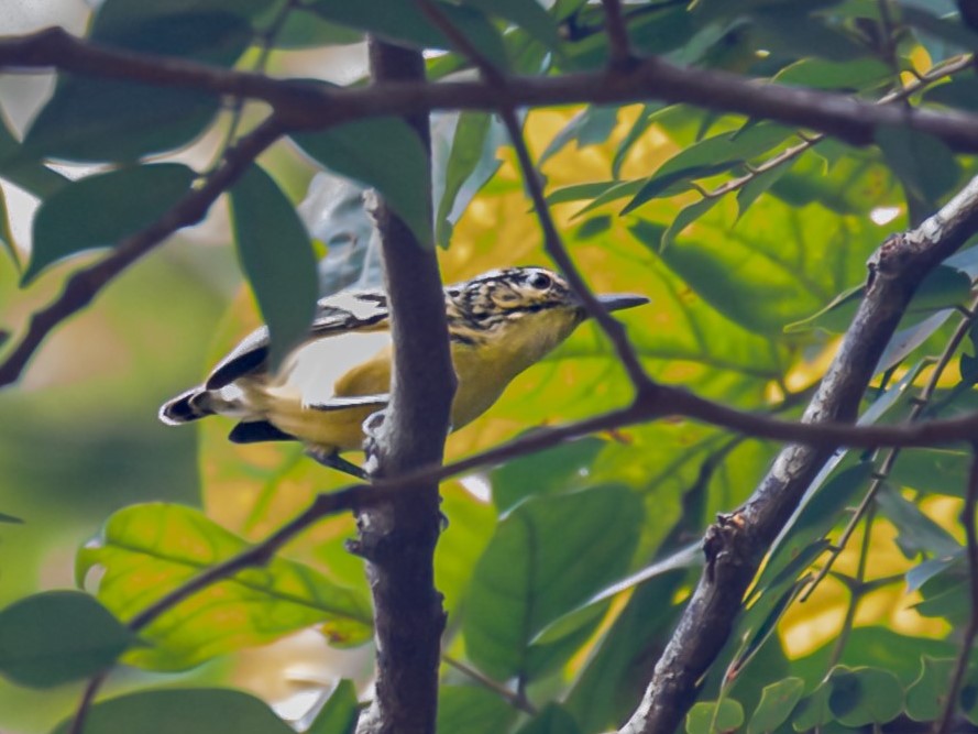 Sclater's Antwren