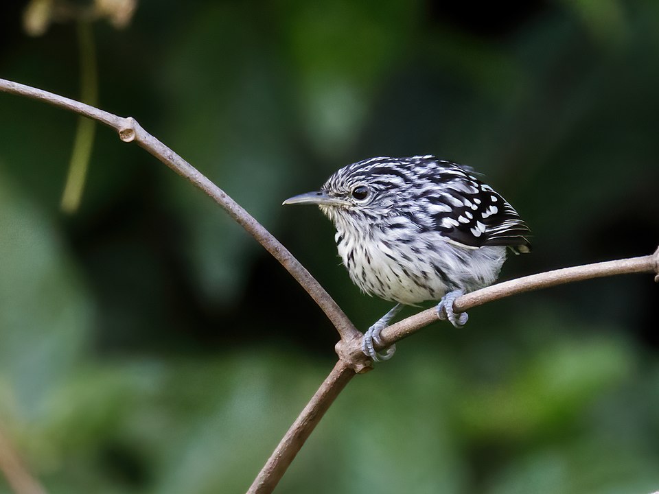 Guianan Streaked Antwren