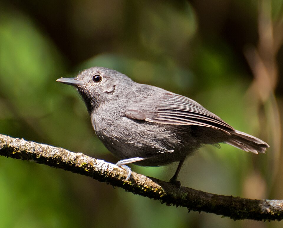 Unicolored Antwren