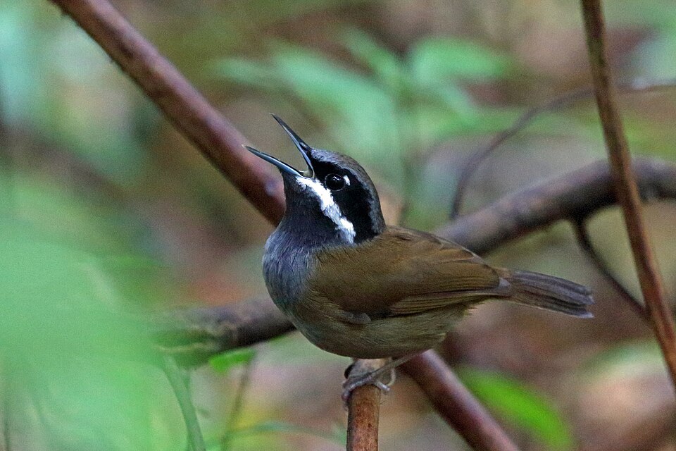 Crossley's Vanga