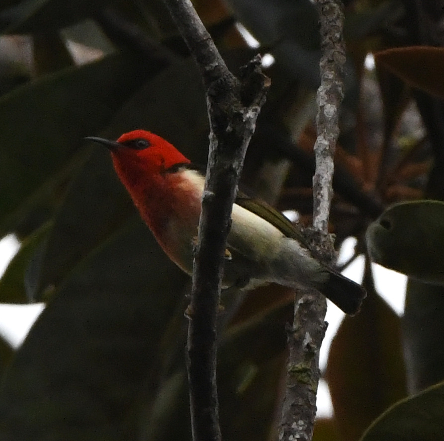 New Caledonian Myzomela