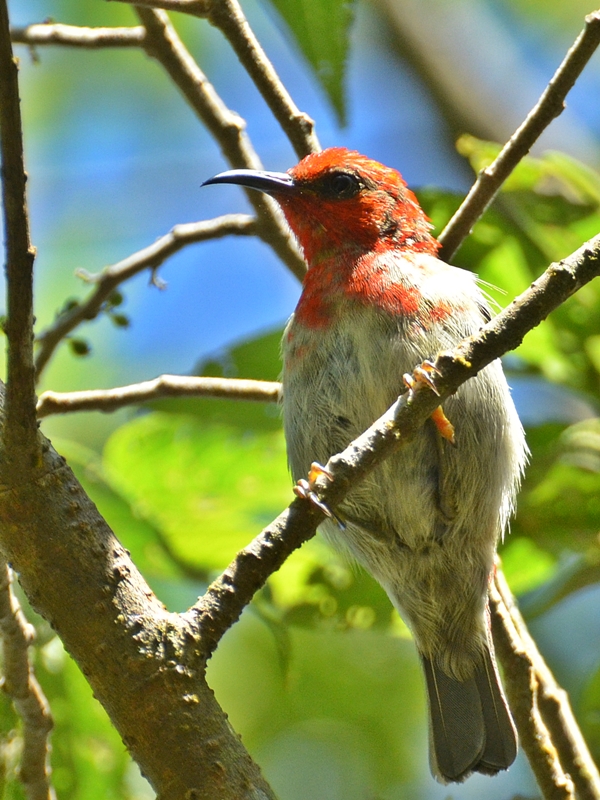 Sulawesi Myzomela