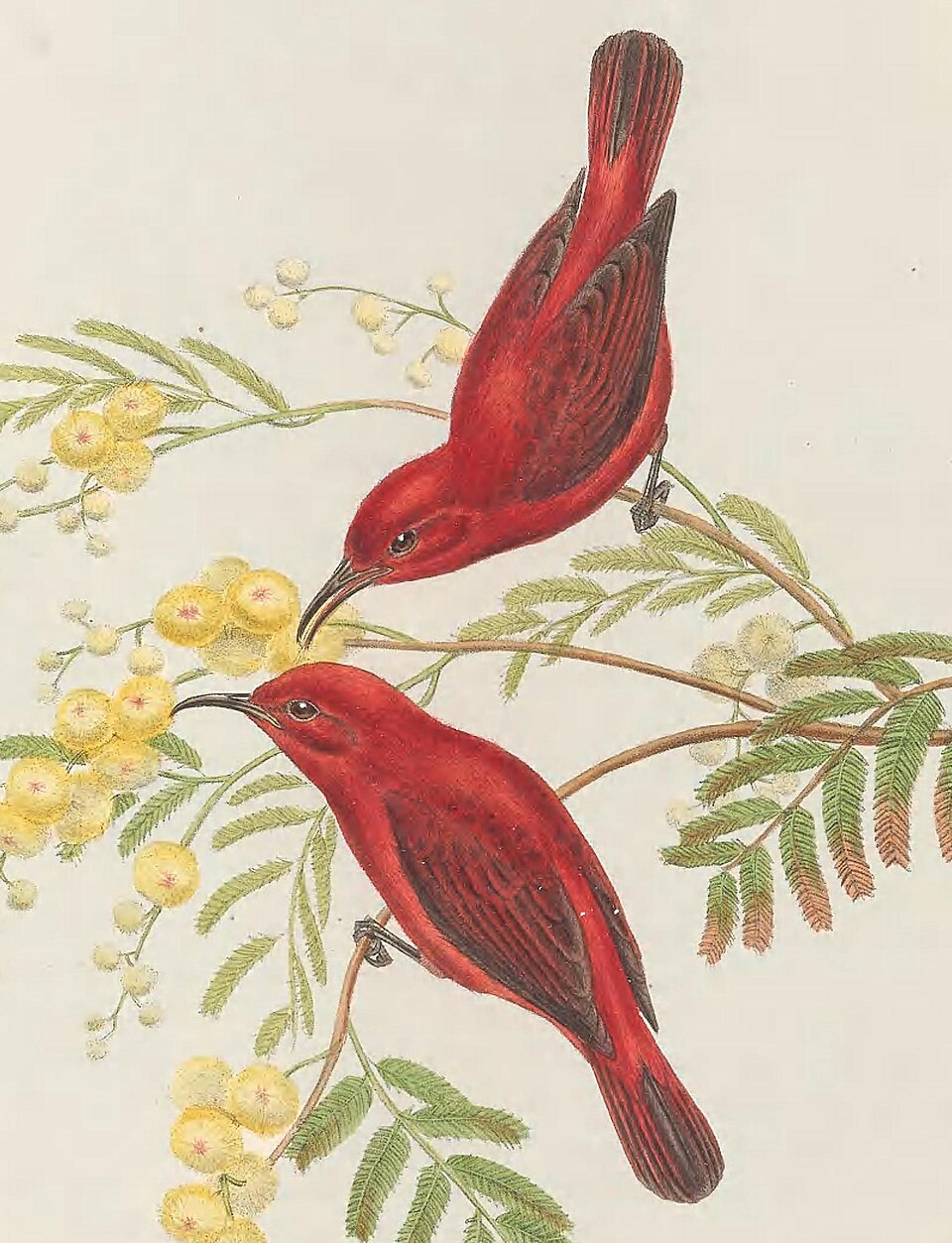 Red Myzomela