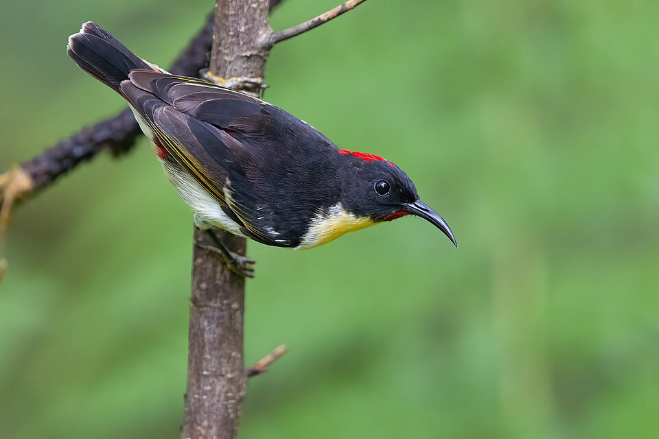 Sulphur-breasted Myzomela