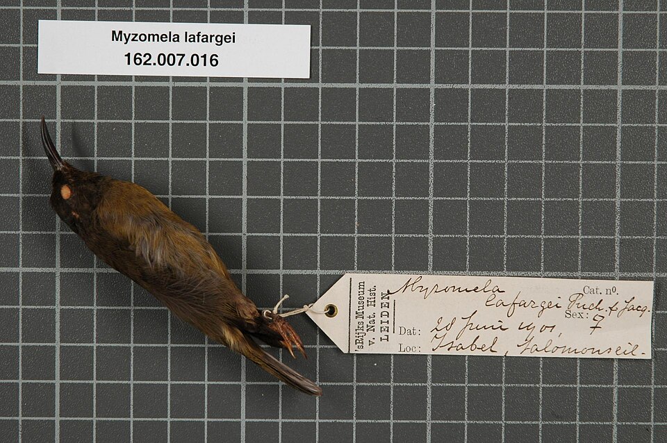 Red-capped Myzomela