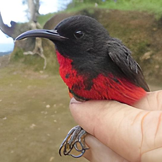 Red-vested Myzomela