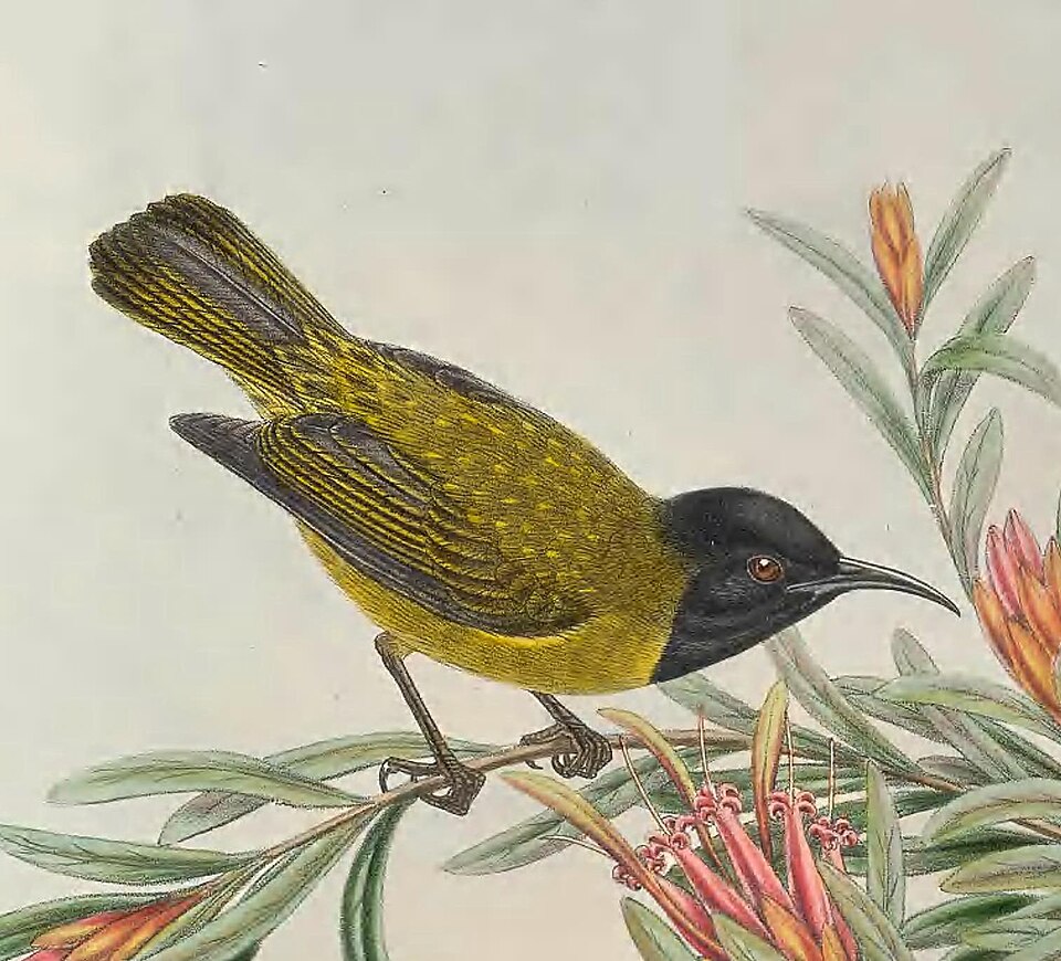 Black-headed Myzomela