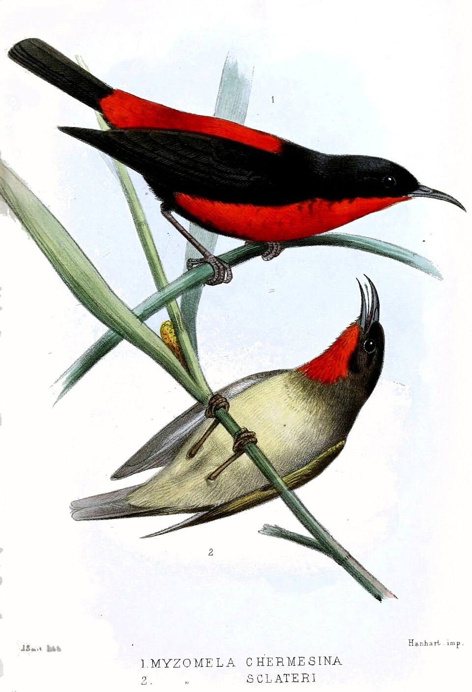 Sclater's Myzomela