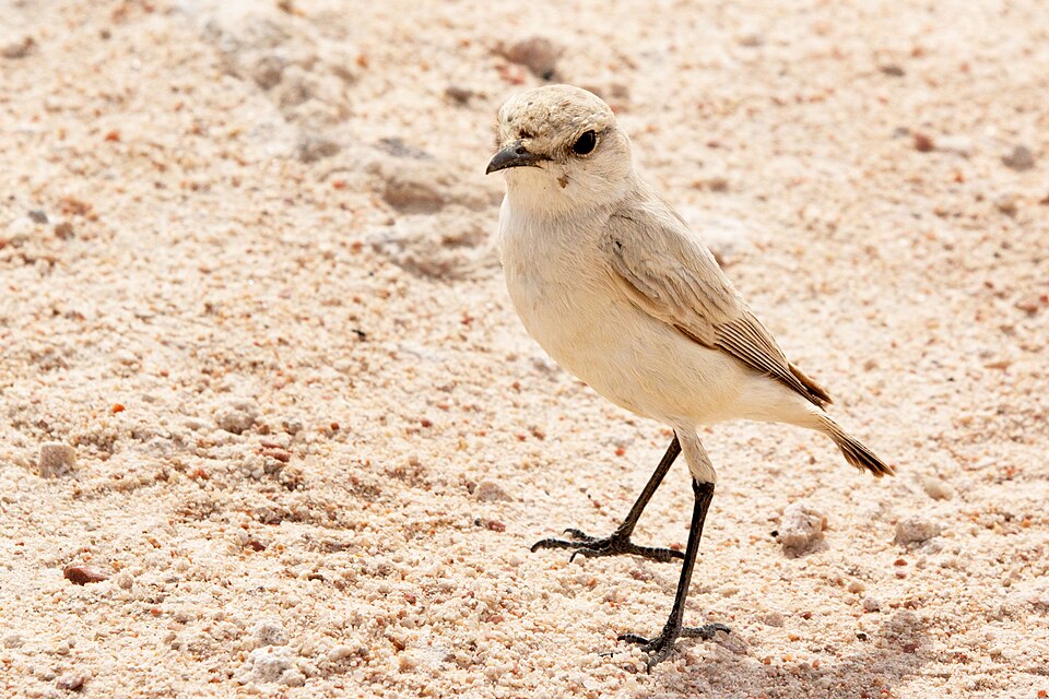Herero Chat