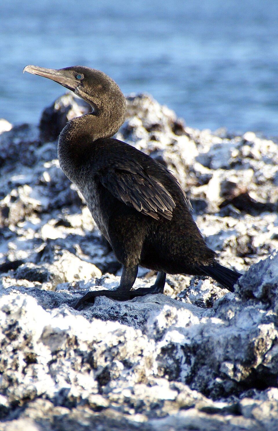 Flightless Cormorant