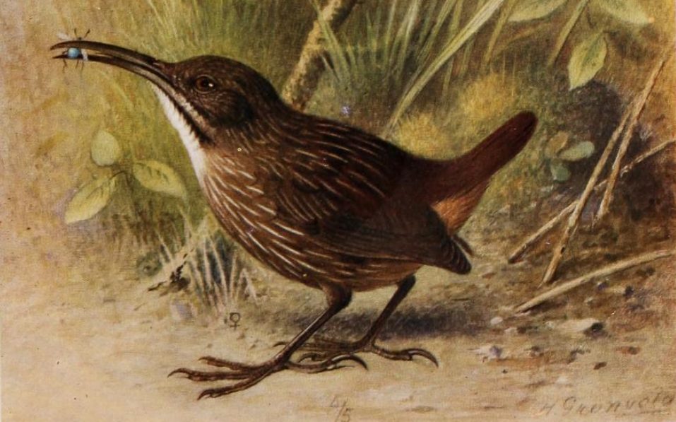 Sumatran Wren-Babbler