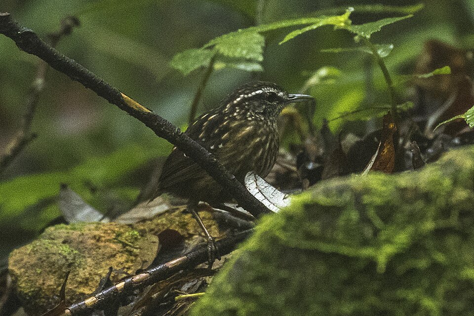 Eyebrowed Wren-Babbler