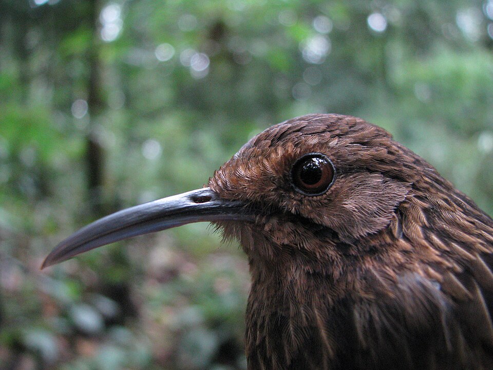 Long-billed Wren-Babbler