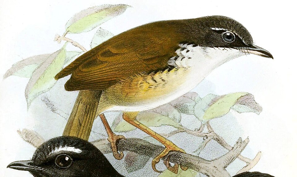 White-throated Wren-Babbler