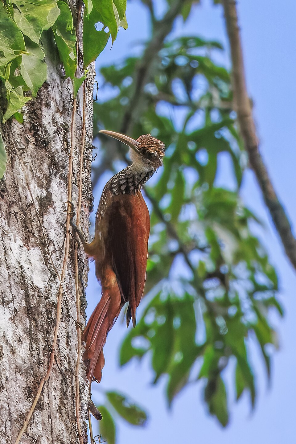 Long-billed Woodcreeper