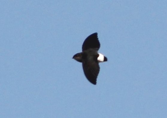 Böhm's Spinetail