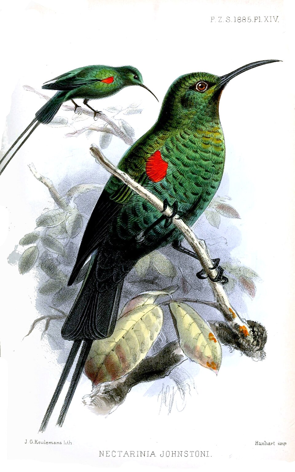 Scarlet-tufted Sunbird