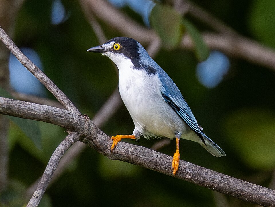 Hooded Tanager