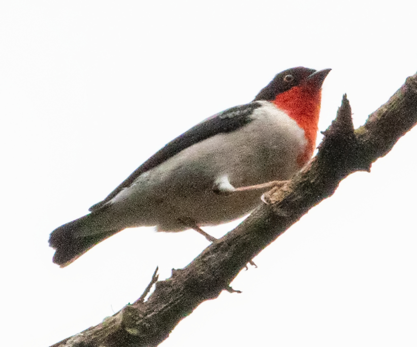 Cherry-throated Tanager
